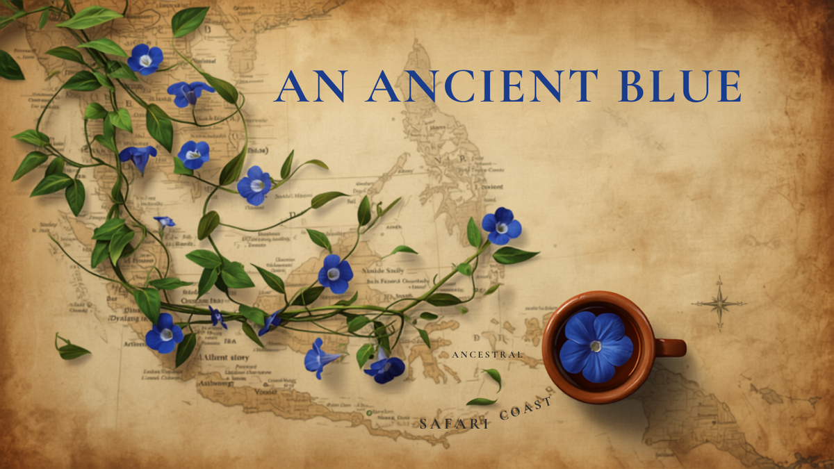 Butterfly pea vine over an antique Southeast Asia map with traditional blue tea — the history of butterfly pea flower