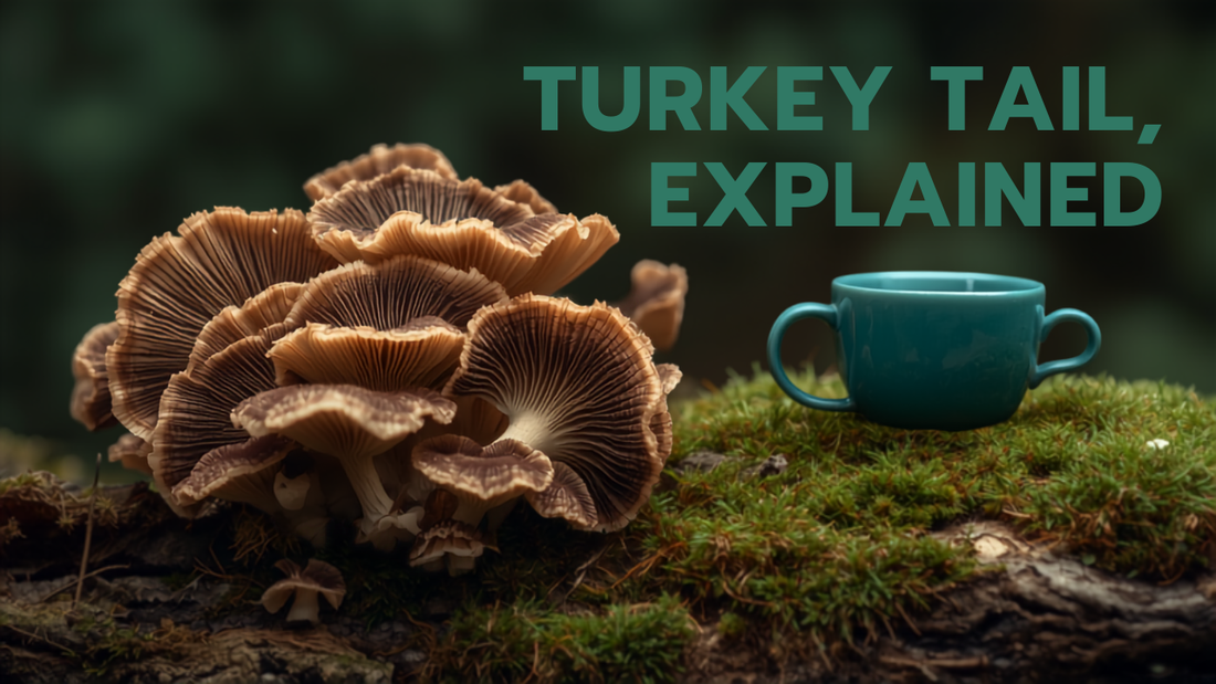 Striped turkey tail mushrooms on a mossy log with teal tea — turkey tail immune support benefits