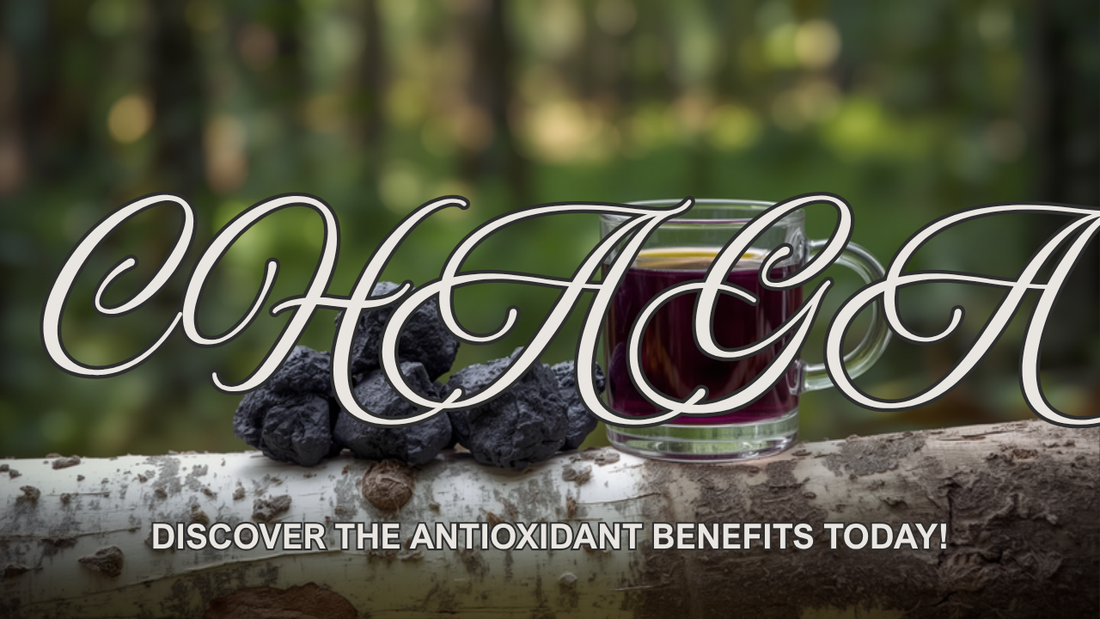 Chaga chunks on birch bark beside a deep violet coffee — chaga mushroom antioxidant benefits