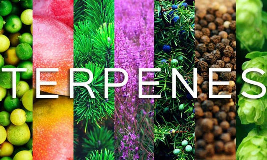 What to know about terpenes